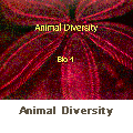 Anima Diversity