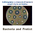 Bacteria and Protist