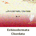 Echinodermata Chordata