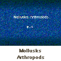 Mollusks Arthropods